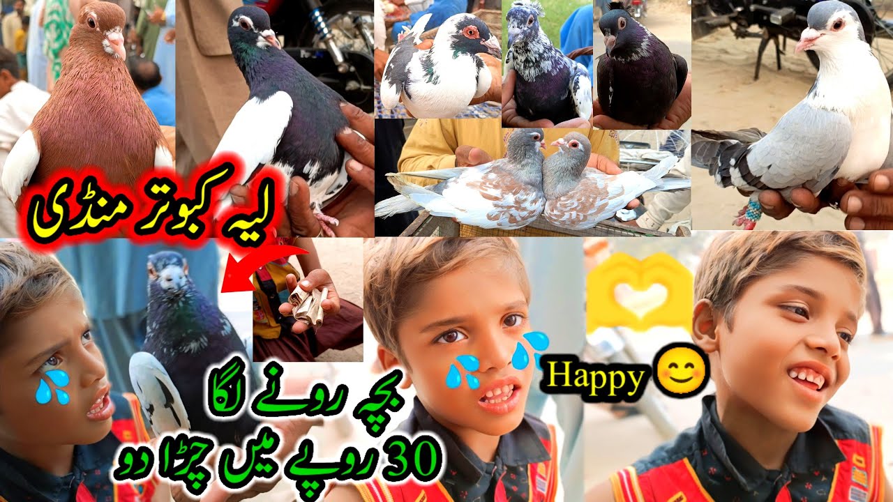 Wednesday Beautiful Pigeon Market Layyah |Early Morning See ColorFull Pigeons | Rare Kabootar Mandi