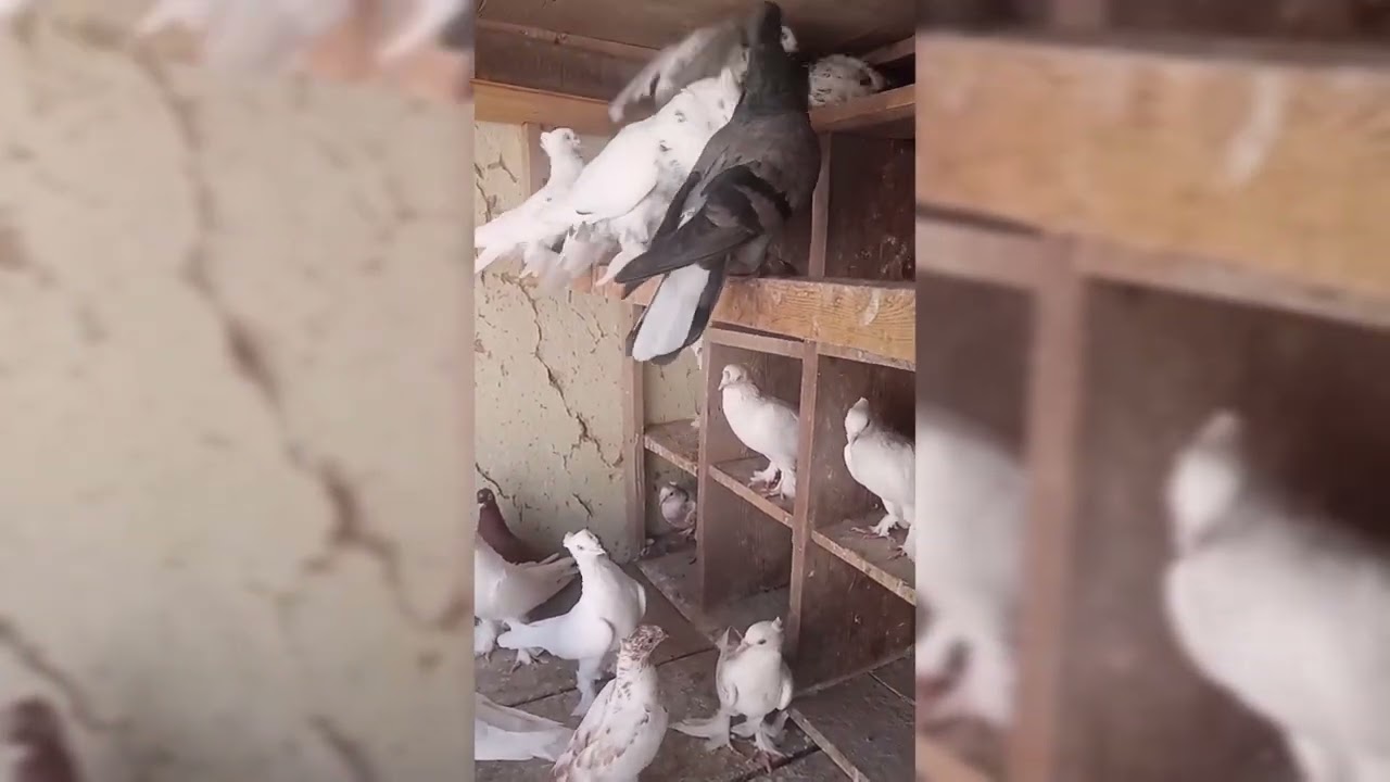 Андижанские голуби