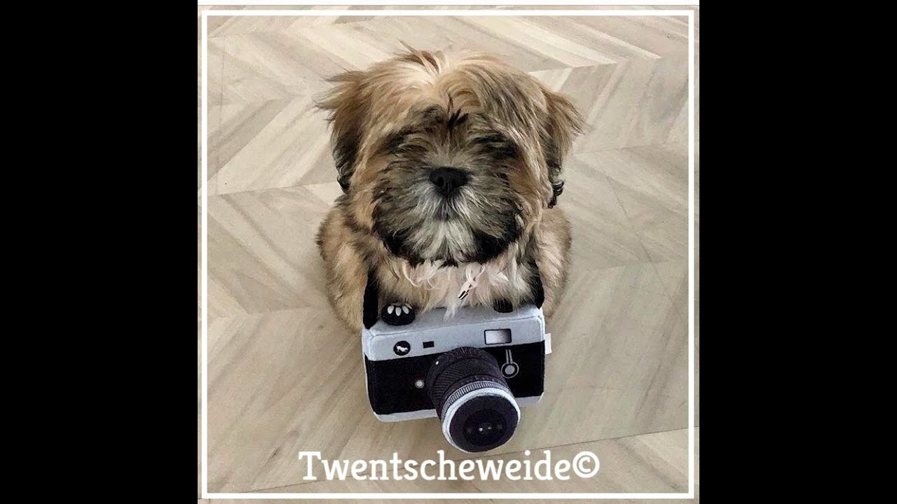 Boomer pups v.d. Twentsche weide