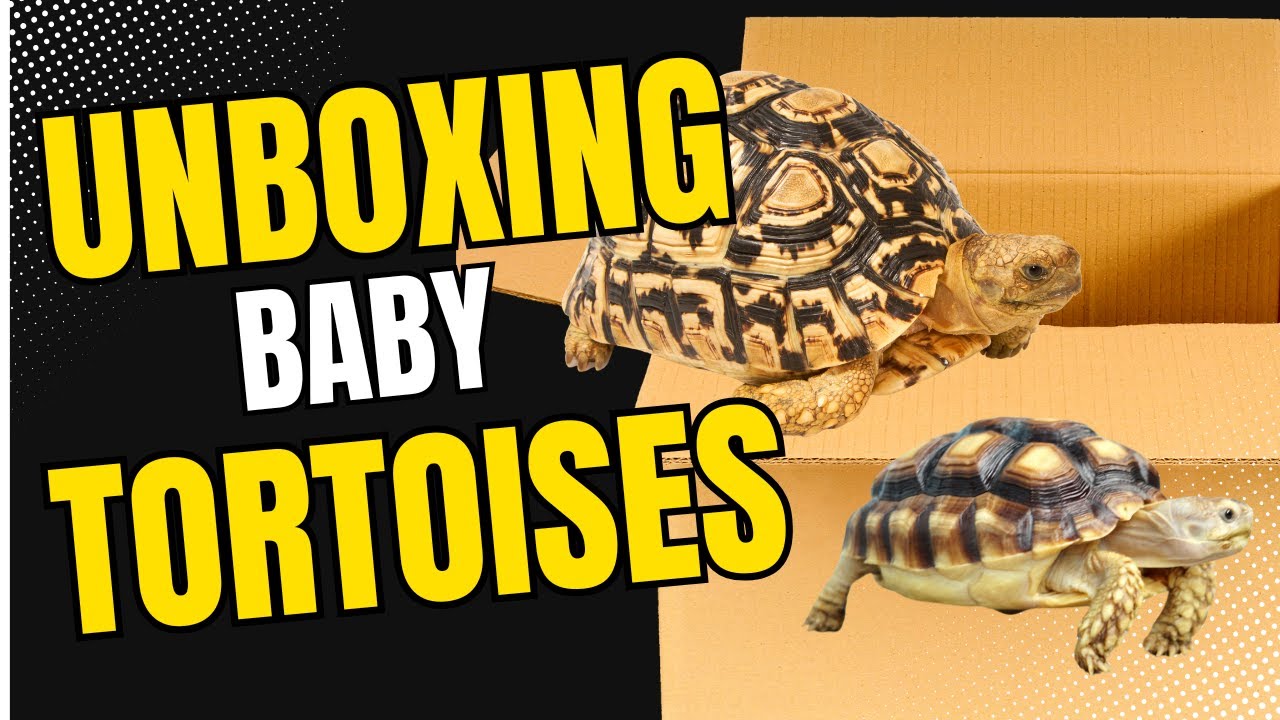 Unboxing Rare Baby Turtles & Tortoises! Adorable Hatchlings Revealed