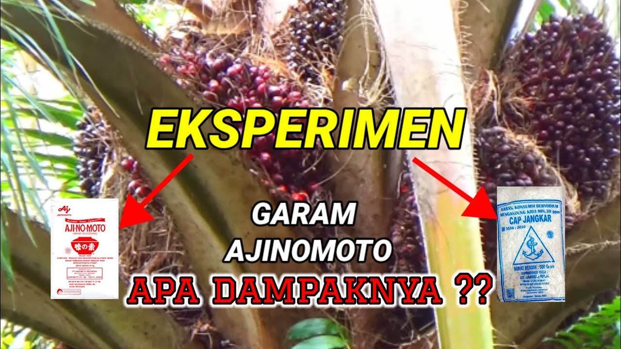 dampak sawit jika di beri pupuk garam dan Ajinomoto secara bersamaan
