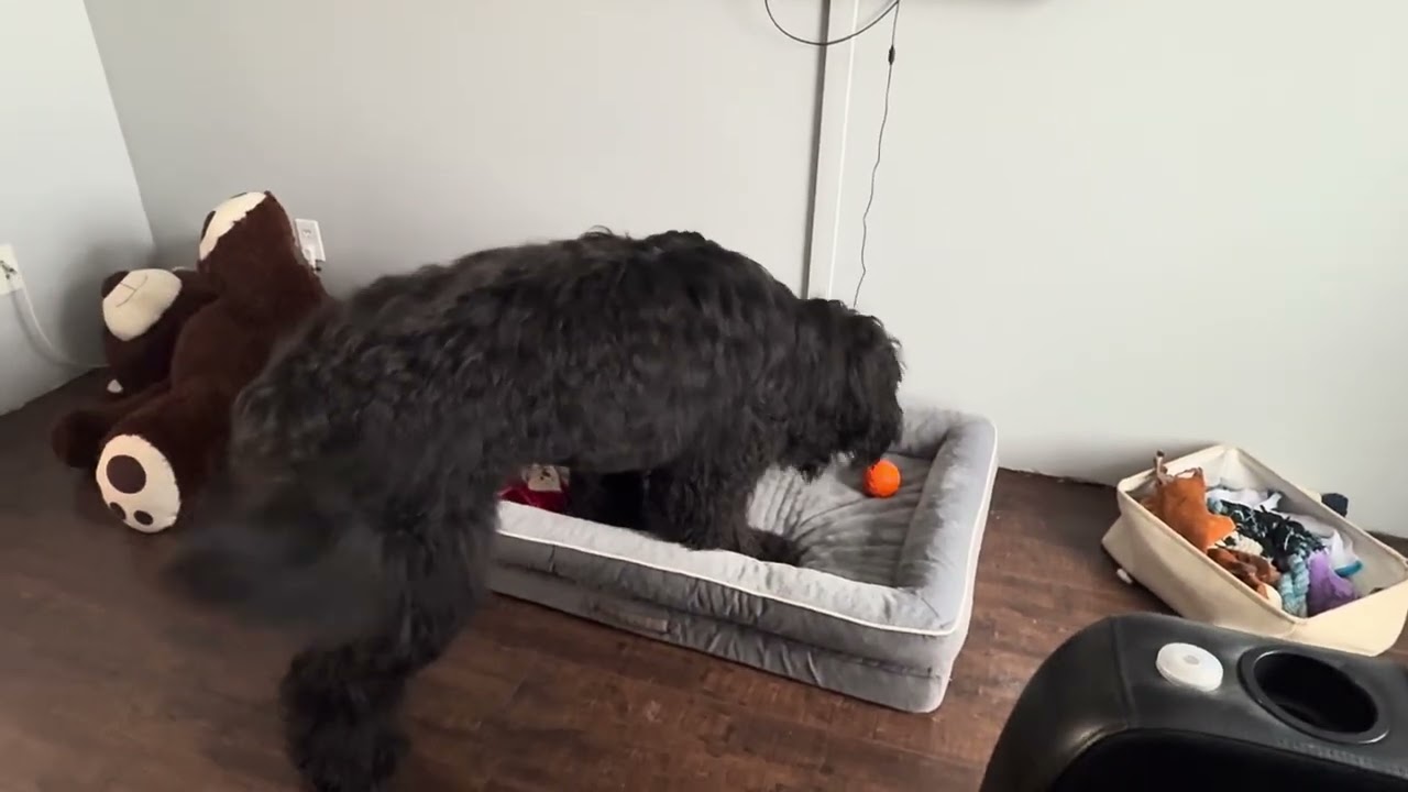 Hunter enjoying his interactive ball ￼