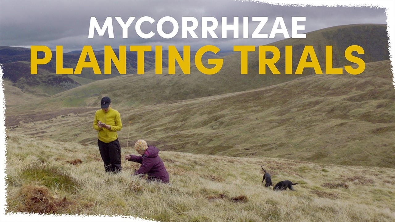 Why we're planting high-altitude birch with mycorrhizal fungi | VLOG