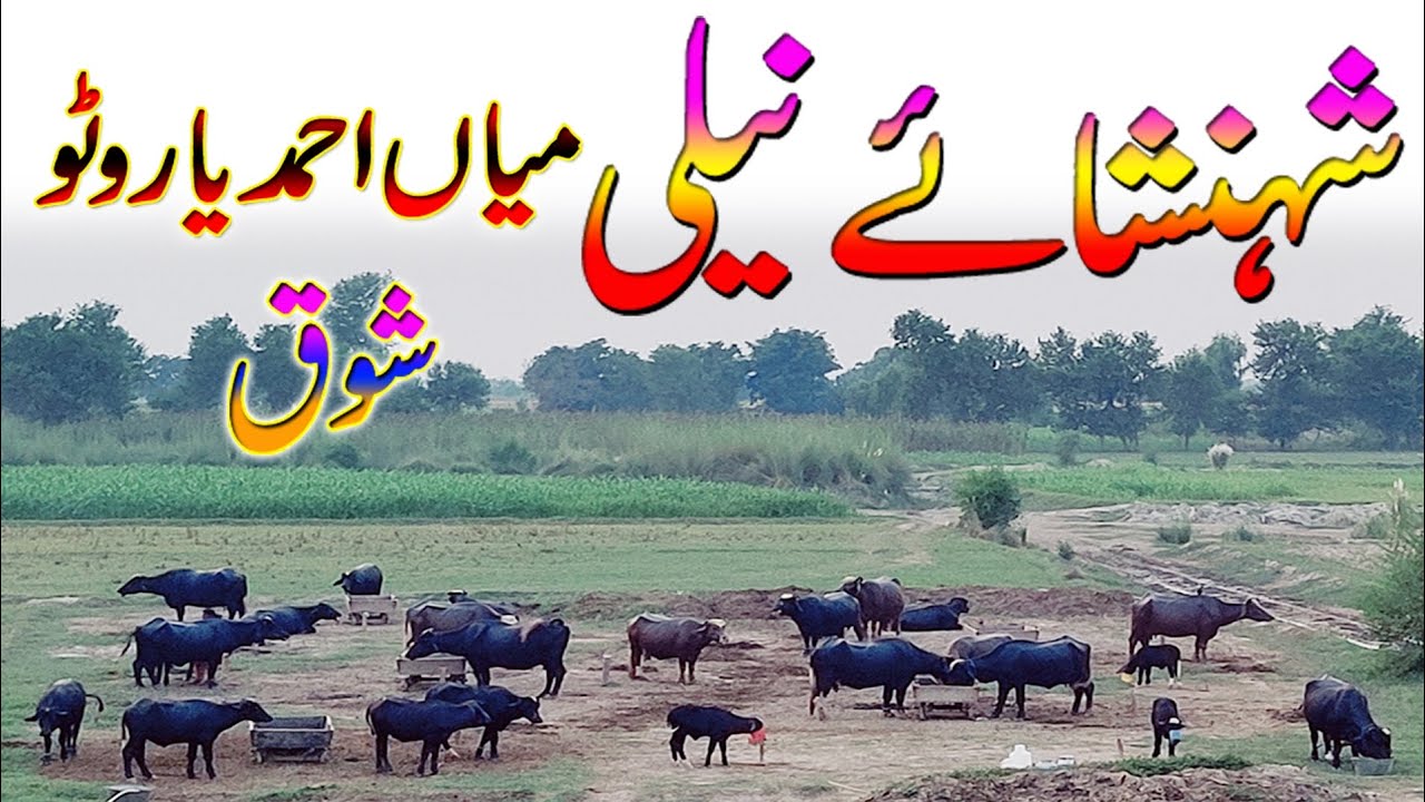 nili Buffalo's breeding farm of Ahmed Yaar sheikhuka watto | pure nili Buffalo's breeding farm.