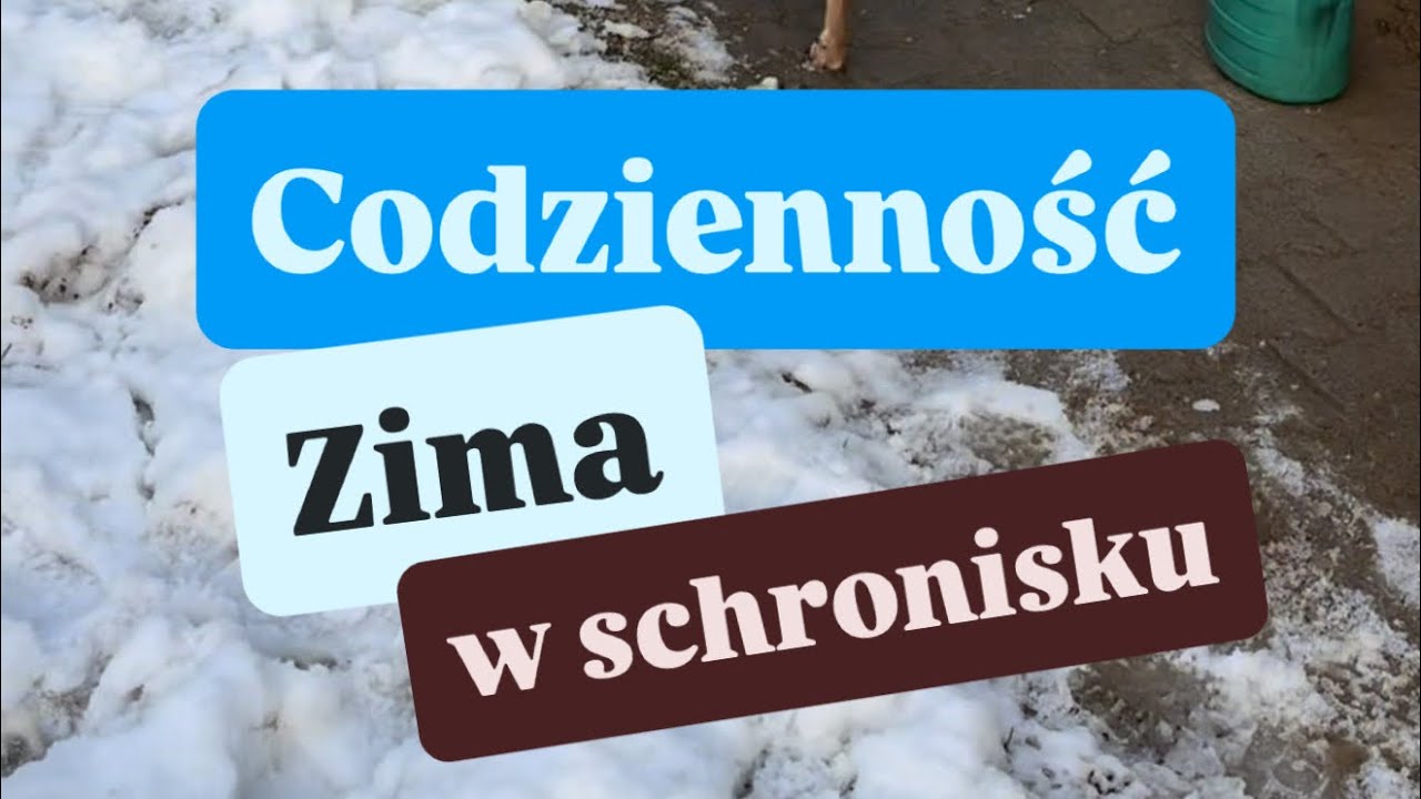 Zima w schronisku zza kulis - Nasza Codzienność ❄️