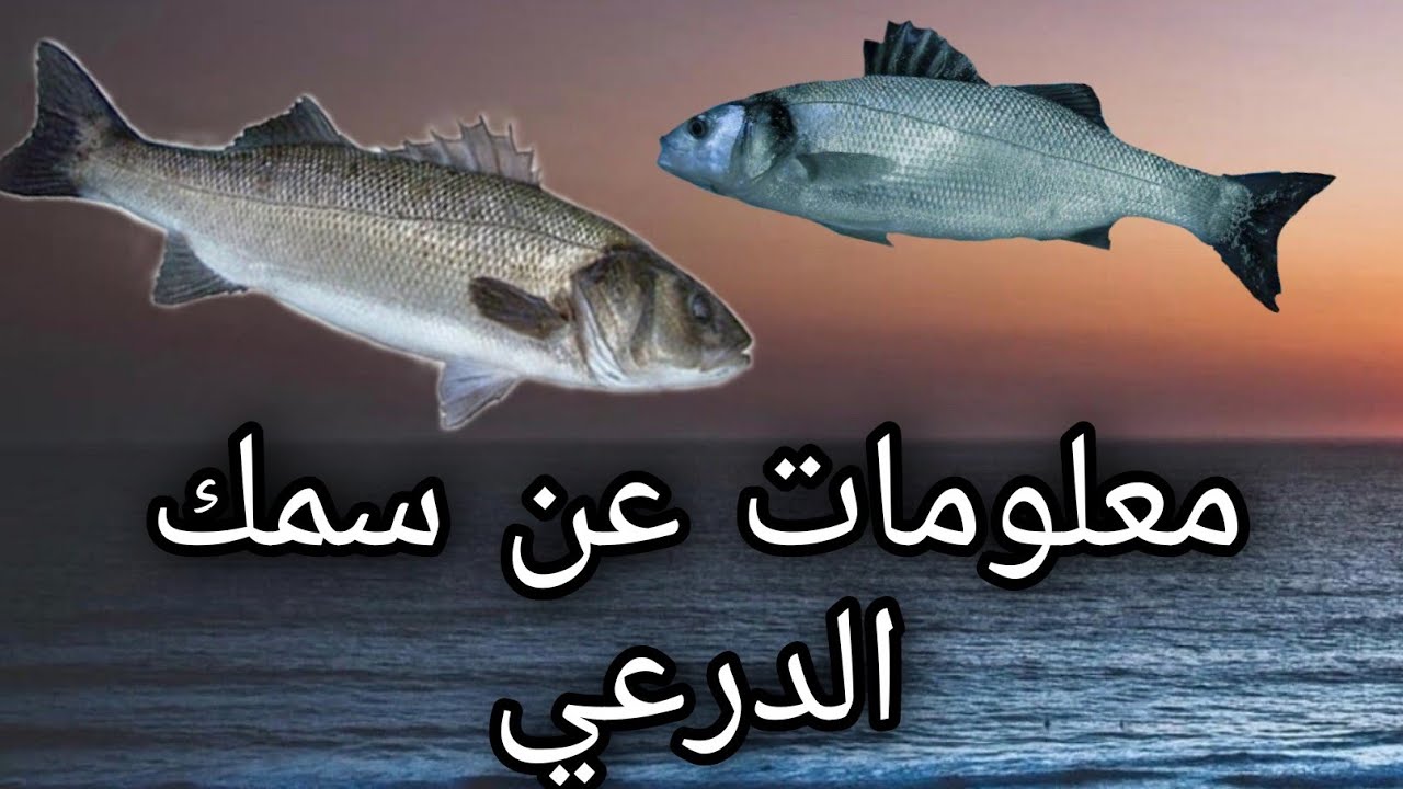 معلومات عن سمك الدرعي او بوشوك و وقت اصطياده