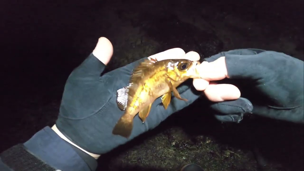 【初投稿】とりあえず海へ｜ゆるメバル釣行