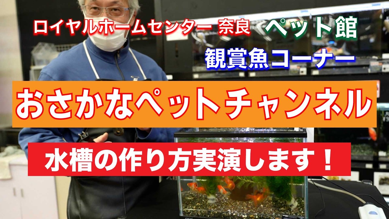 【広告】ロイヤルホームセンター 奈良 ペット館 観賞魚コーナーがお送りする「おさかなペットチャンネル」第４回「水槽の作り方実演します！」