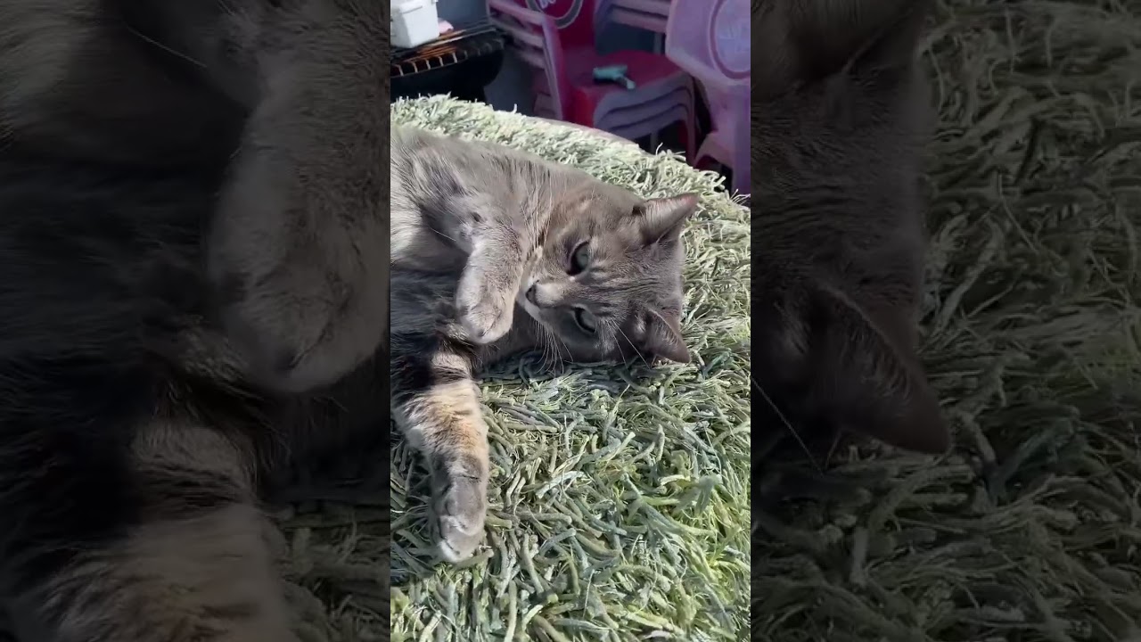 #music #gatos #gateiraporamor #portugal #brasil #cat #petsfofinhos #funny #funnycats