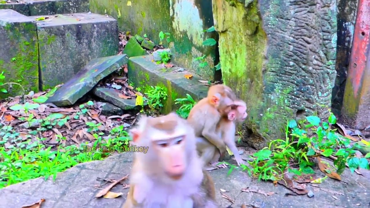 Funny , baby LEO Ccr ying till confuse mom  he call mom but she is ignore