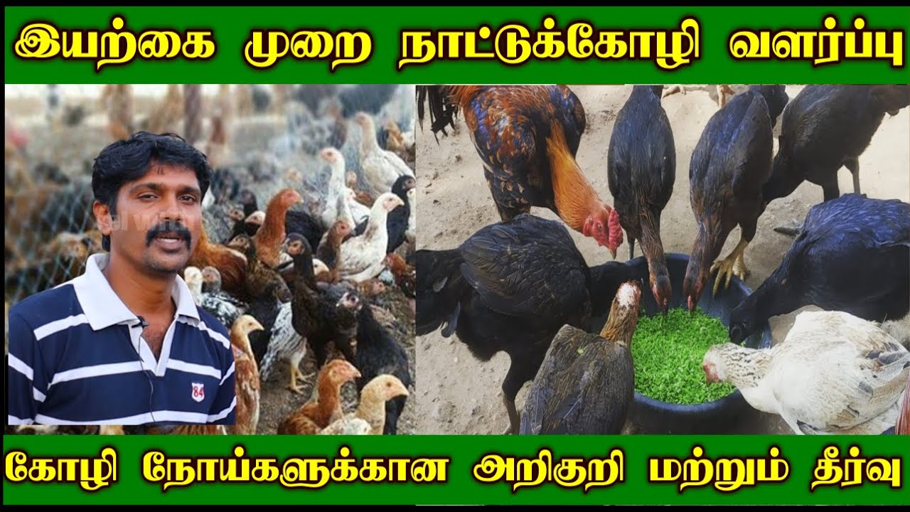 இயற்கை முறை  நாட்டுக்கோழி வளர்ப்பு | Nattu Koli Valarpu Tamil | Kozhi Pannai | Swathi Organic Farm