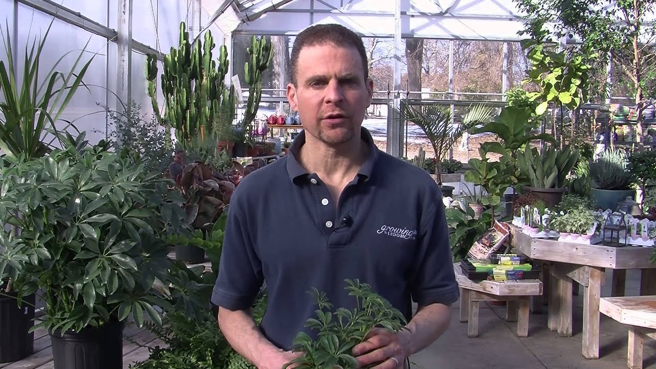 Caring for a Schefflera Plant