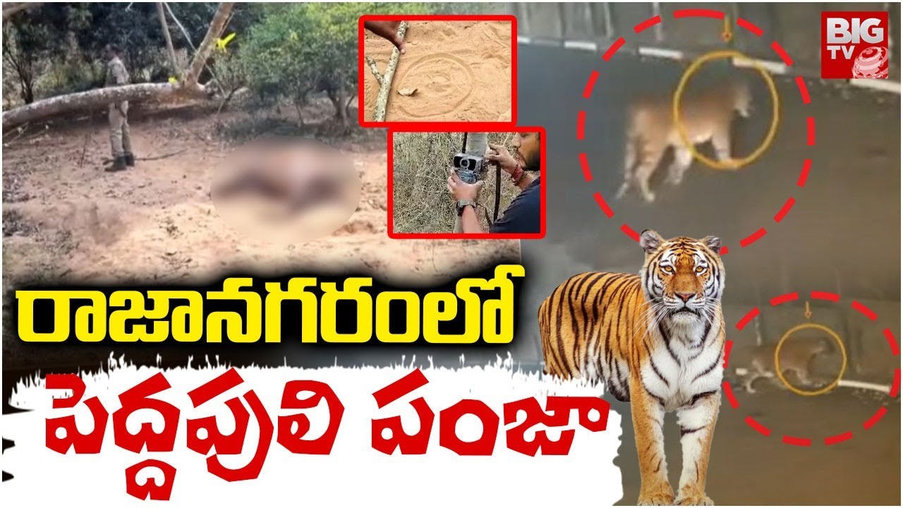 రాజానగరం లో పెద్దపులి పంజా | High Tension in Rajanagaram | Rajahmundry Tiger Latest News | BIGTV