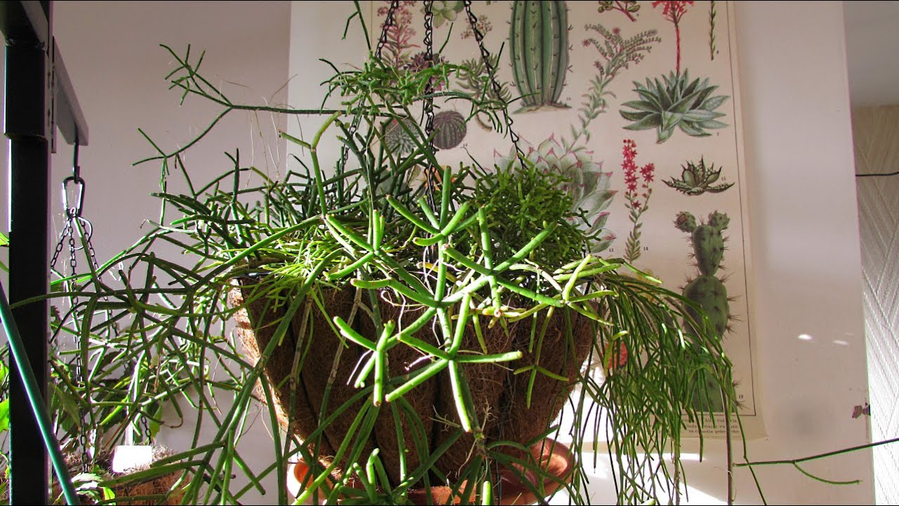 How To Harvest Seeds from Rhipsalis Cactus Plants - The Mistletoe Cacti
