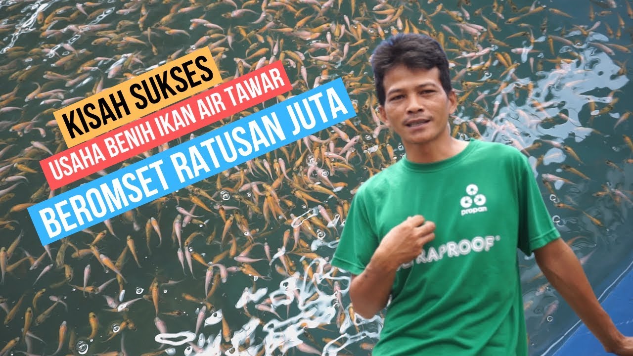 Kisah Sukses Bisnis Pembenihan Ikan Air Tawar Beromset Ratusan Juta ! Budi Fish Farm