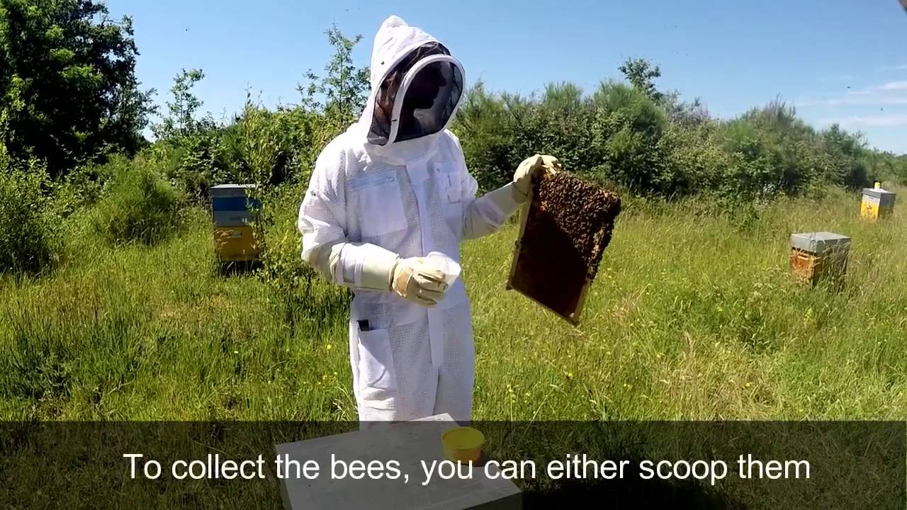 Varroa EasyCheck - Video tutorial - 2016