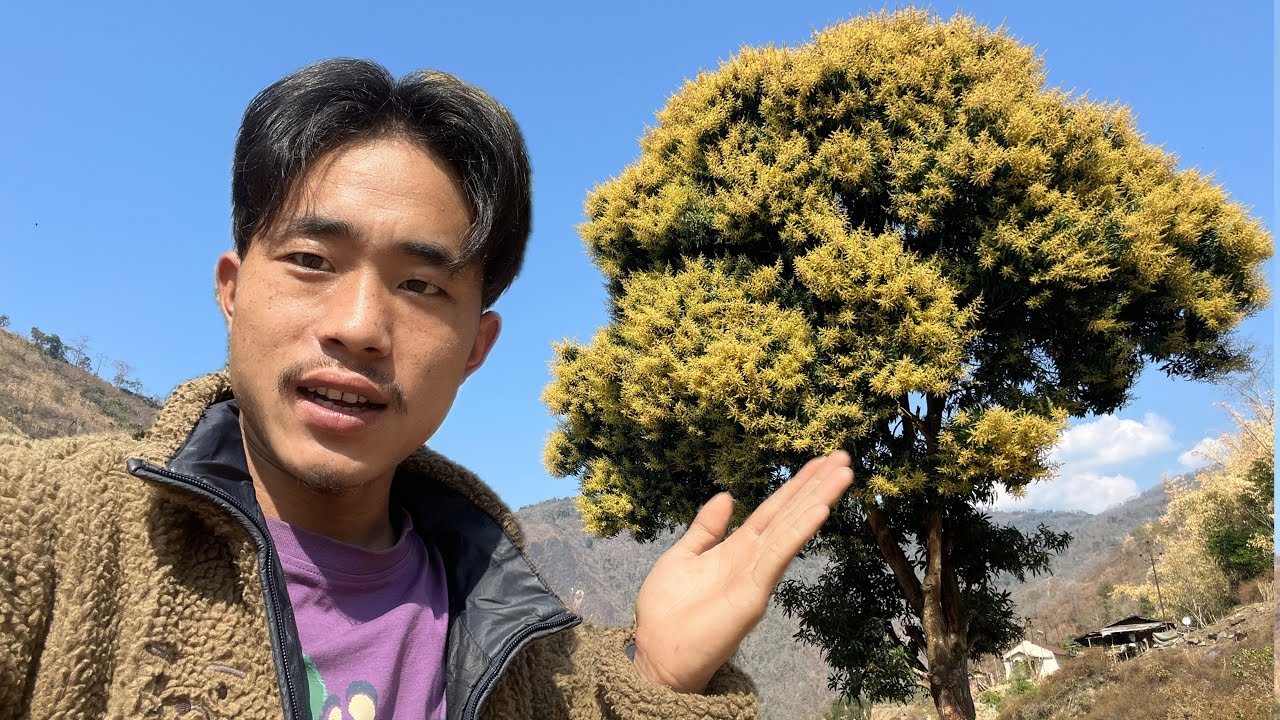 Aaj Khushi Mil Gayi 🥭 | Mango Tree Mein Phool Aa Gaya”