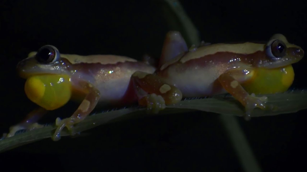 Frog Fights for Female Attention | Africa | BBC Earth