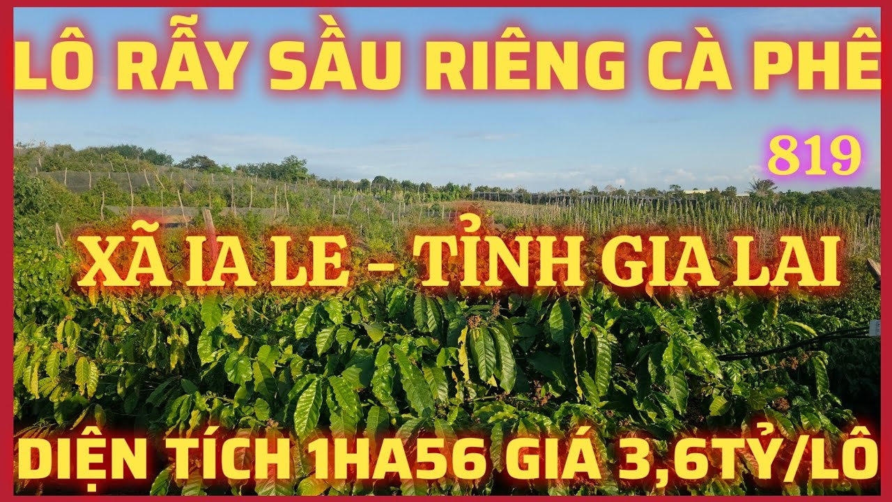 LÔ RẪY SẦU RIÊNG VÀ CÀ PHÊ DIỆN TÍCH 1HA56 CÓ NHÀ CỬA ĐIỆN NƯỚC ĐẦY ĐỦ GIÁ 3,6TỶ/LÔ, LH:0777.68.1368
