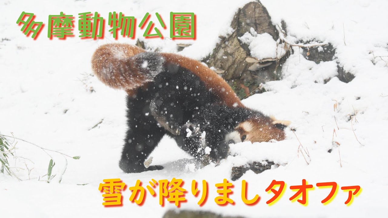 24.02多摩動物公園 レッサーパンダ タオファ 雪が降りました！