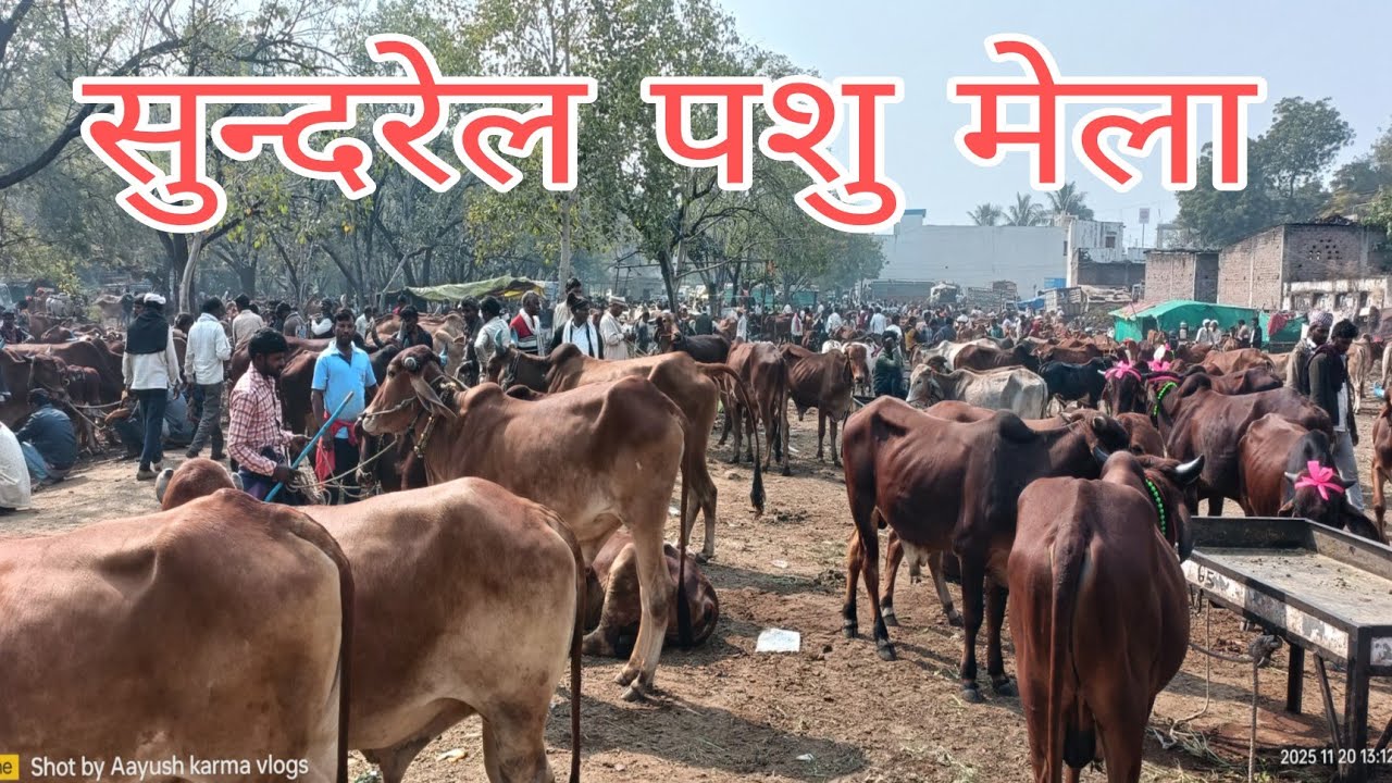 #सुन्दरेल बैल बाजार! मेले के पहले गुरुवार को हजारों किसान बैल जोड़ी खरीदने को आए ! #cow #bull