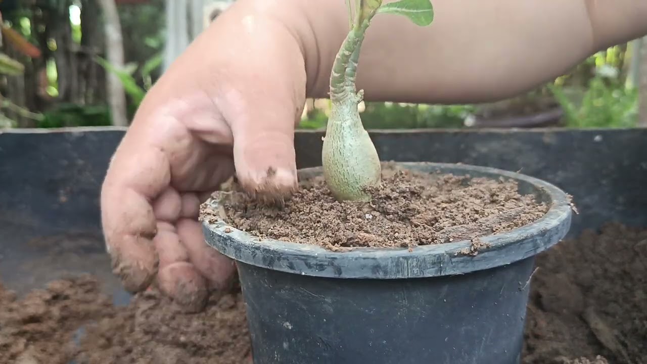 #Replantando as mudas da rosa do deserto que comprei na feira.