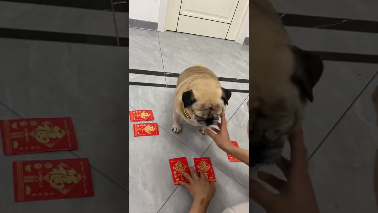 隔红包猜钱：只要猜错顺序钱就都归我了。 二宝：没有这种可能！#萌宠出道计划 #萌宠 #萌宠成精了 #萌宠日常记录 #萌宠推荐官