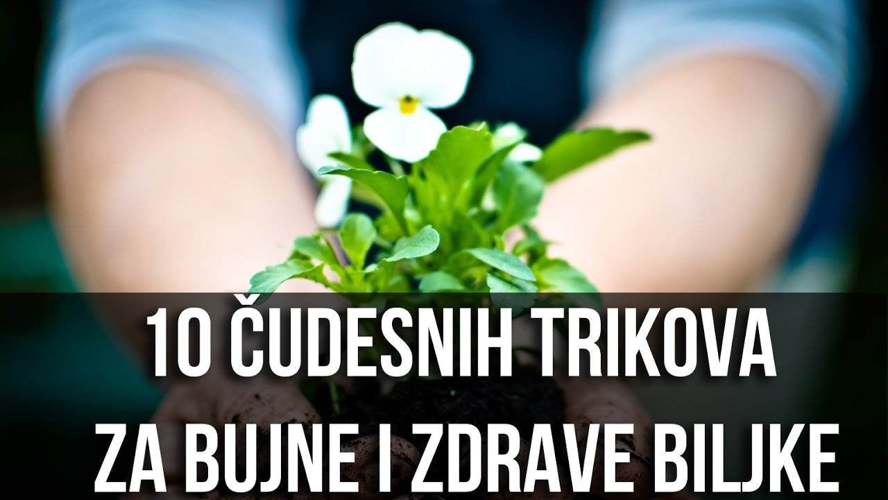 Neverovatni trikovi za bujno i zdravo cveće! Čudo od rastvora za biljke!