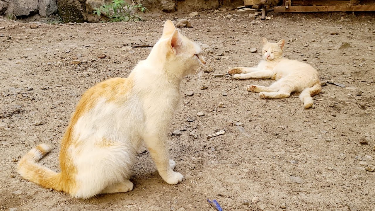 secretly filming Momma CAT 🐈 and her Kitten 😸 💙