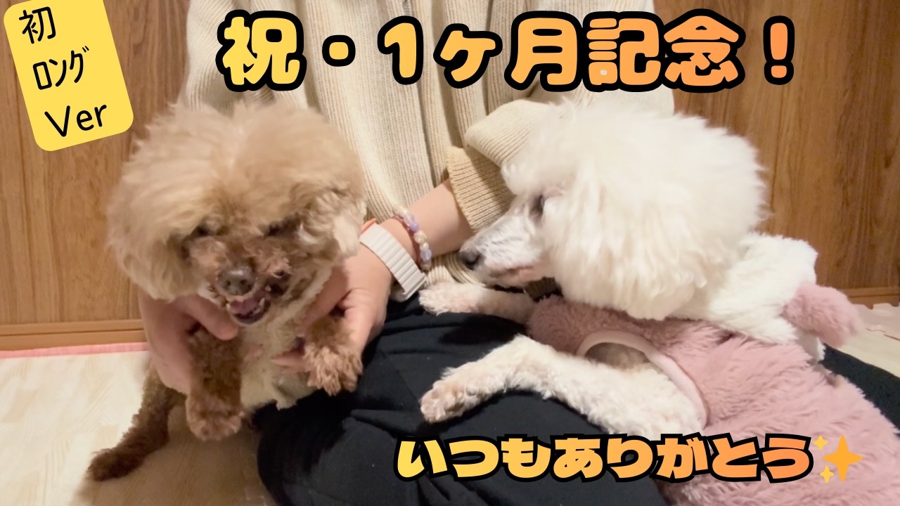 1ヶ月記念なのに、れんくんがブチギレ！？温度差がすごすぎるトイプードル多頭飼い【初ロングVer】　　　わたくしゆうと、長男犬のれんと、末っ子まいの日常。