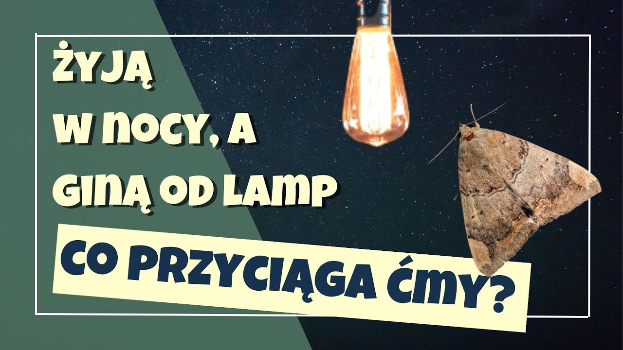 CO PRZYCIĄGA ĆMY do światła?