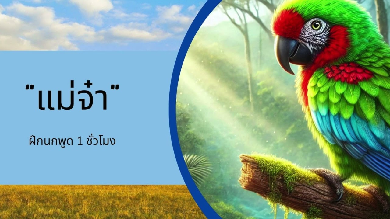 ฝึกนกแก้วพูด หัดนกพูด นกแก้วพูดได้ - แม่จ๋า