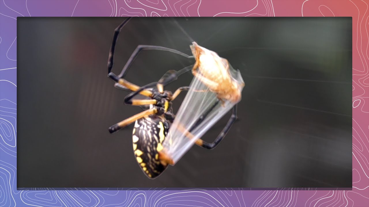 Garden Spider Wraps Grasshopper Prey Extremely Fast