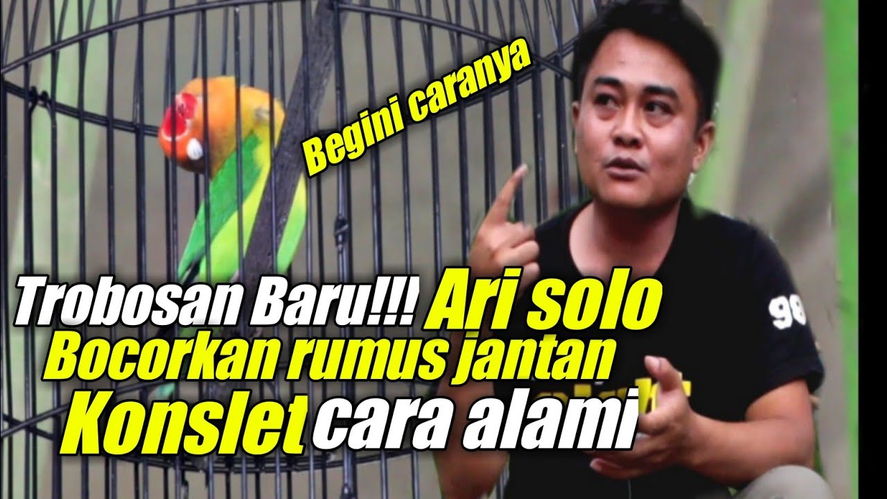 cetak lovebird jantan konslet alami versi ari solo