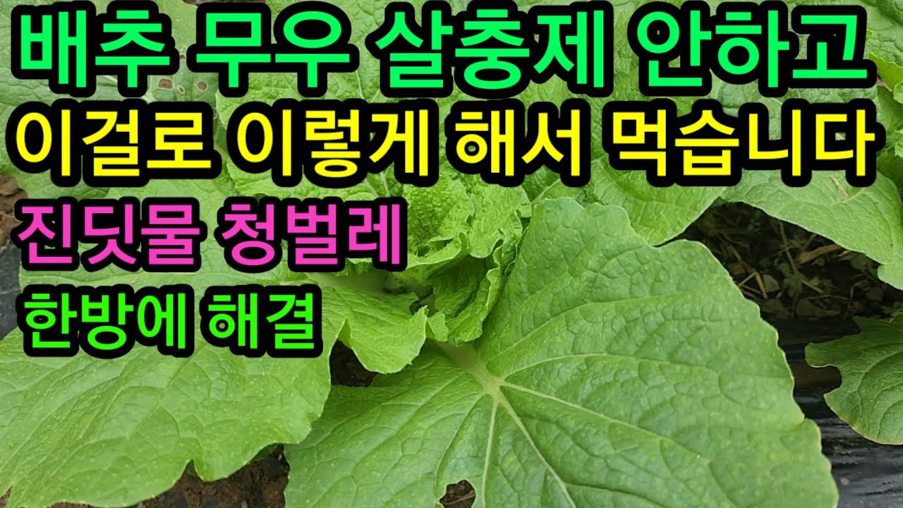 텃밭 배추농사 살충제 안하고 이렇게 해서 먹습니다