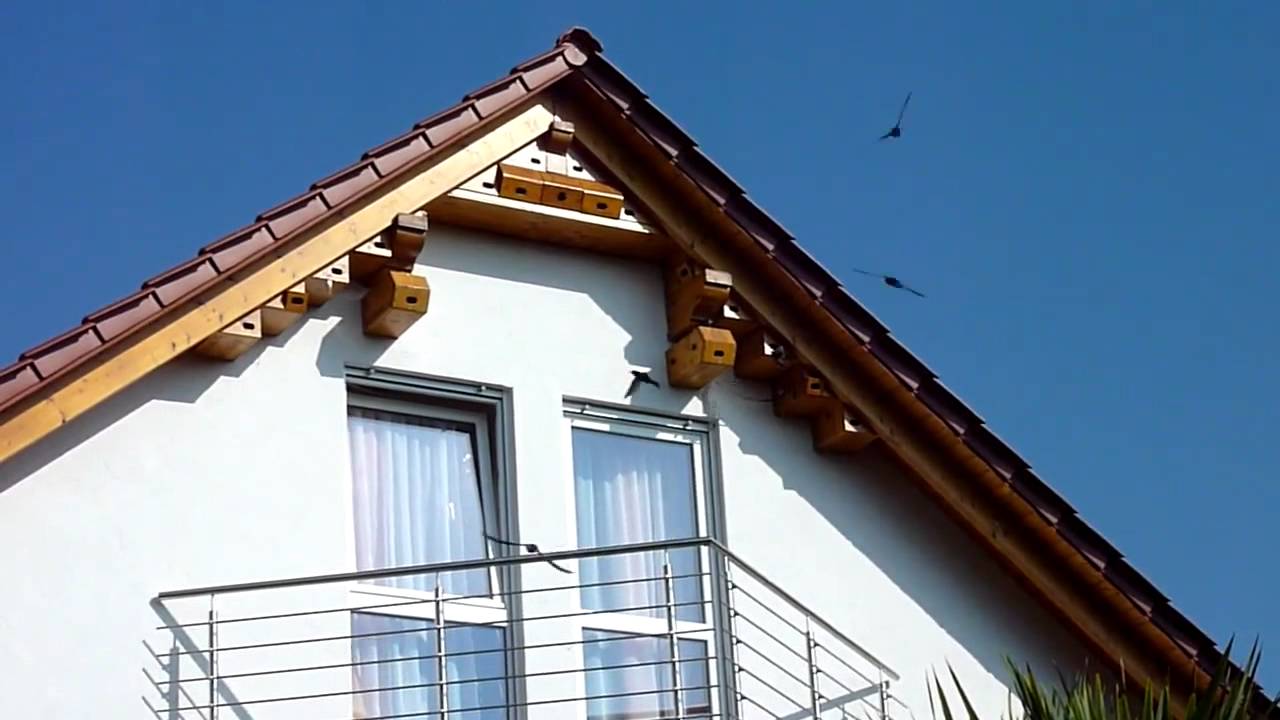 Mauersegler suchen Nistplätze 2011