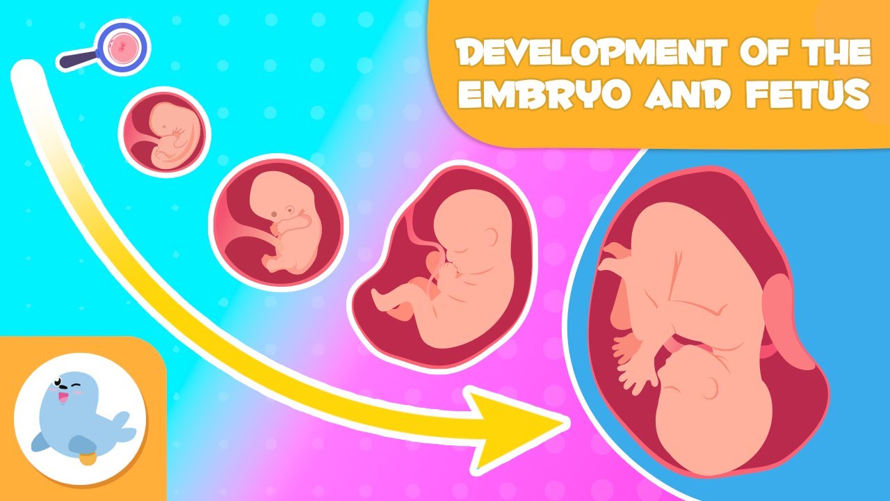 PREGNANCY Month by Month for Kids 🤰🏻 EMBRYONIC and FETAL Development 🧬👶
