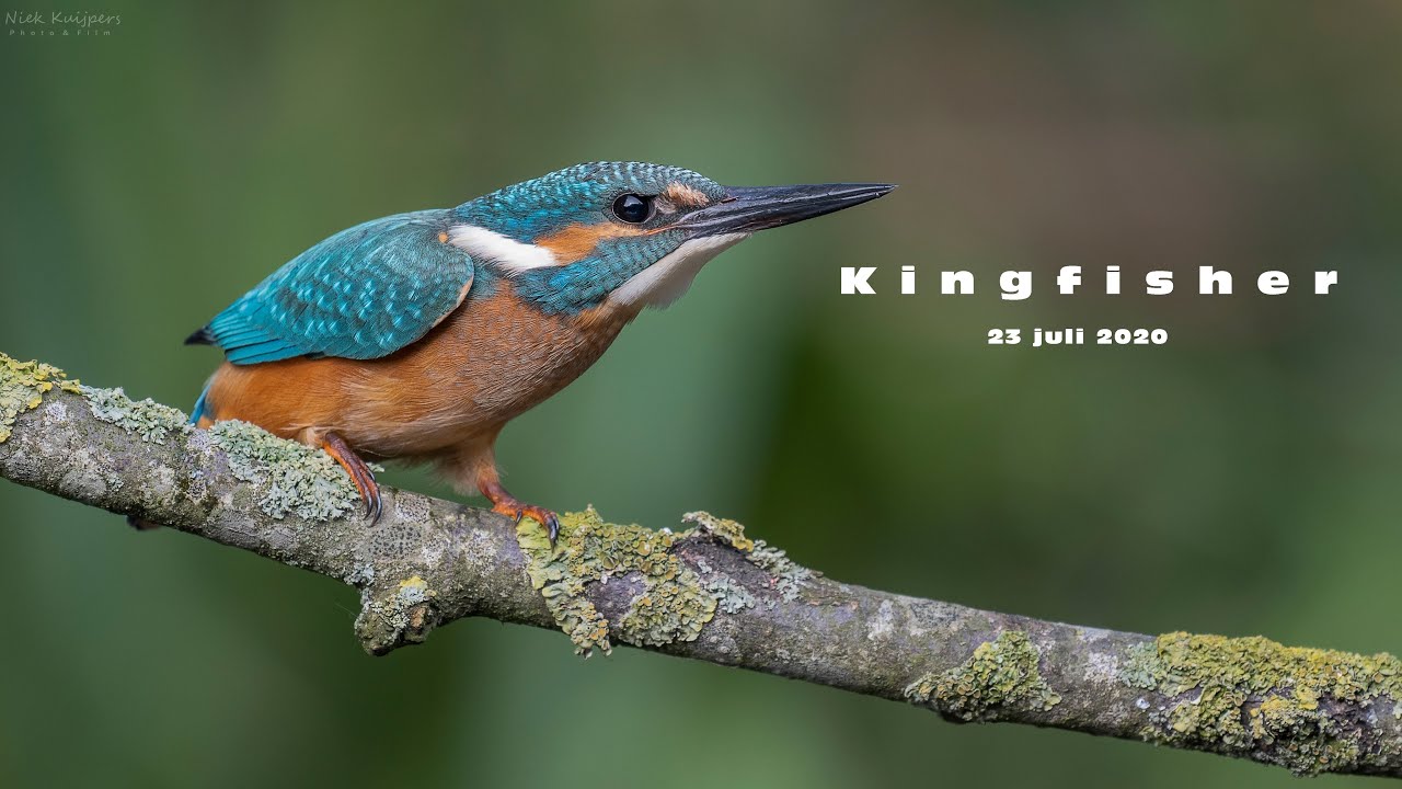 Kingfisher with Nikon Z50, FTZ Adapter, Nikon 200-500