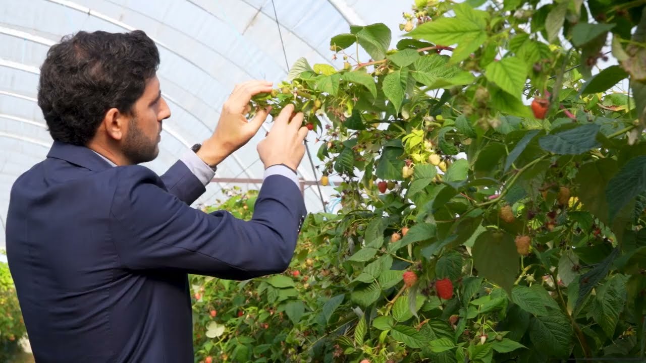 TSBC   THE SUMMER BERRY COMPANY PORTUGAL, S A