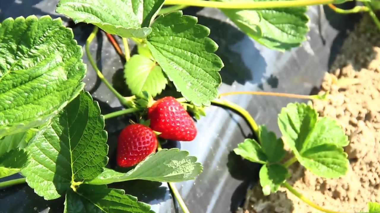 Everbearing Strawberries