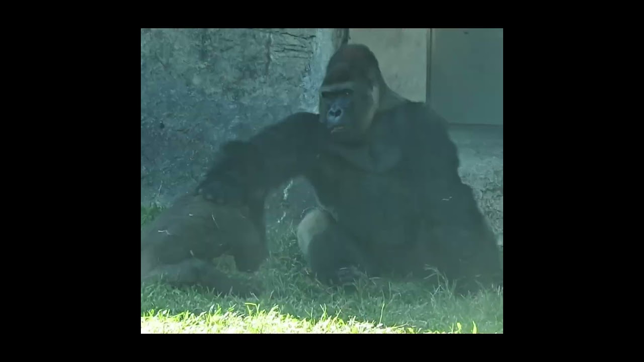 #gorilla D'jeeco 26y11m old dad & son Jabali 4y11m old。Ringo 4y4m old.  #shorts. D拉J過來玩