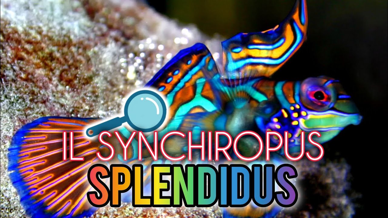 PARLIAMO DEL SYNCHIROPUS SPLENDIDUS [ RUBRICA 🐠 ]