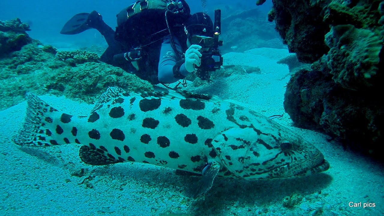 Groupers at Sodwana Bay South Africa