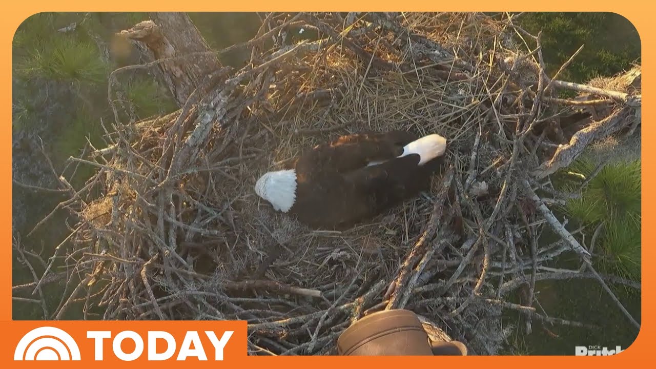 Southwest Florida Eagles Welcome Their First Egg!