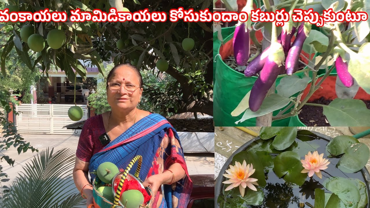 వంకాయలు మామిడి కాయలు కోసుకుందాం కబుర్లు చెప్పుకుంటూ