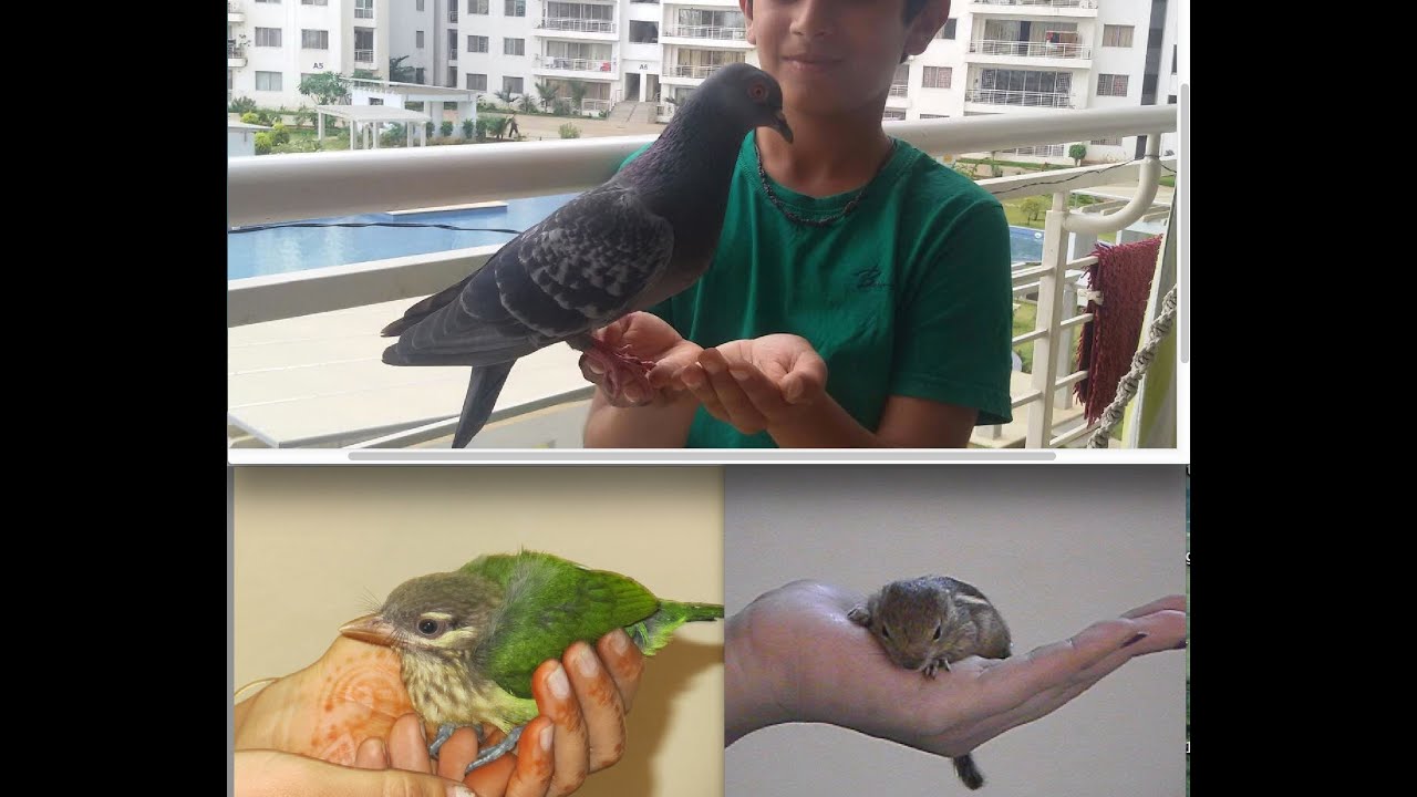 How to pet a pigeon