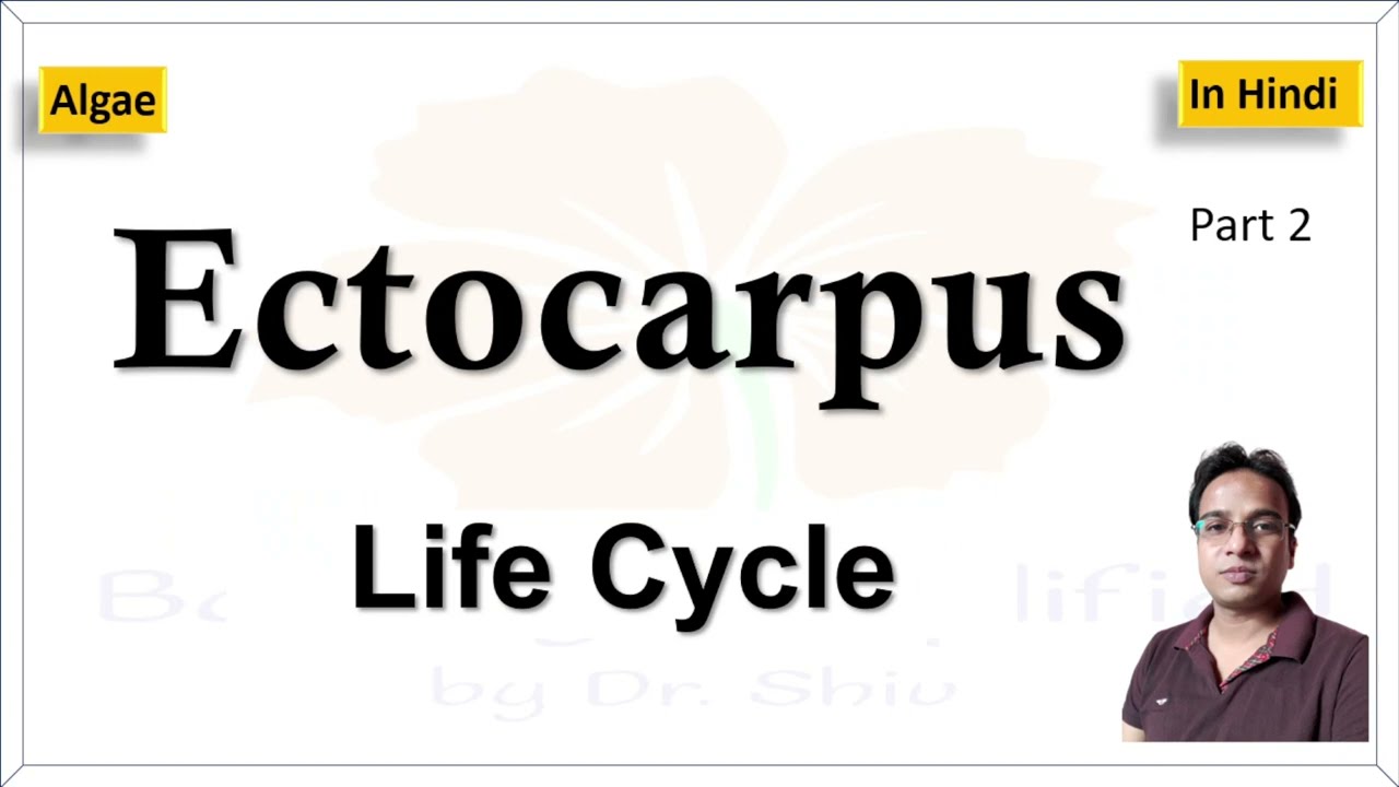 Ectocarpus Life cycle | एक्टोकारपस का जीवन चक्र