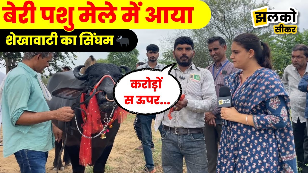 Sikar के Beri Pashu मेले में आया हुआ Singham भैंसा बना Trending Topic, देखें क्या हैं इसके मजे