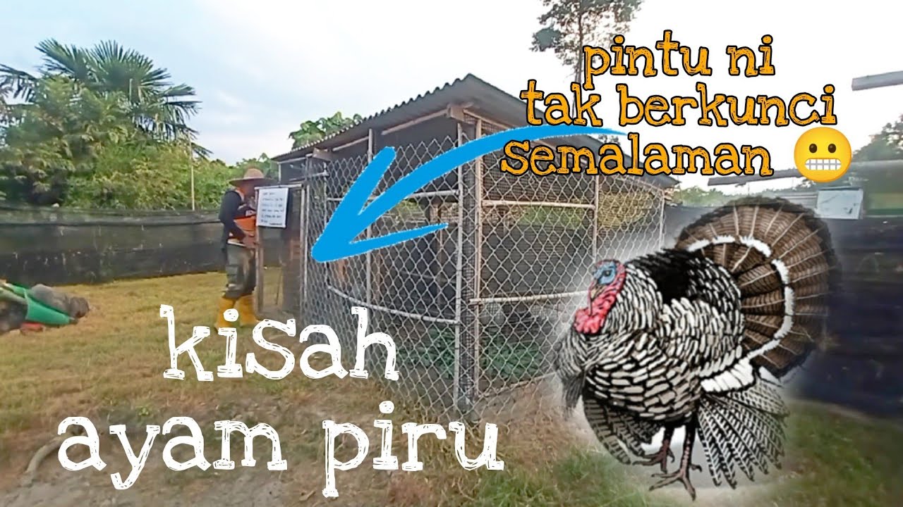 [Episod539] sebab 'kena racun'. beginilah bermulanya ternakan ayam piru di kebun abah