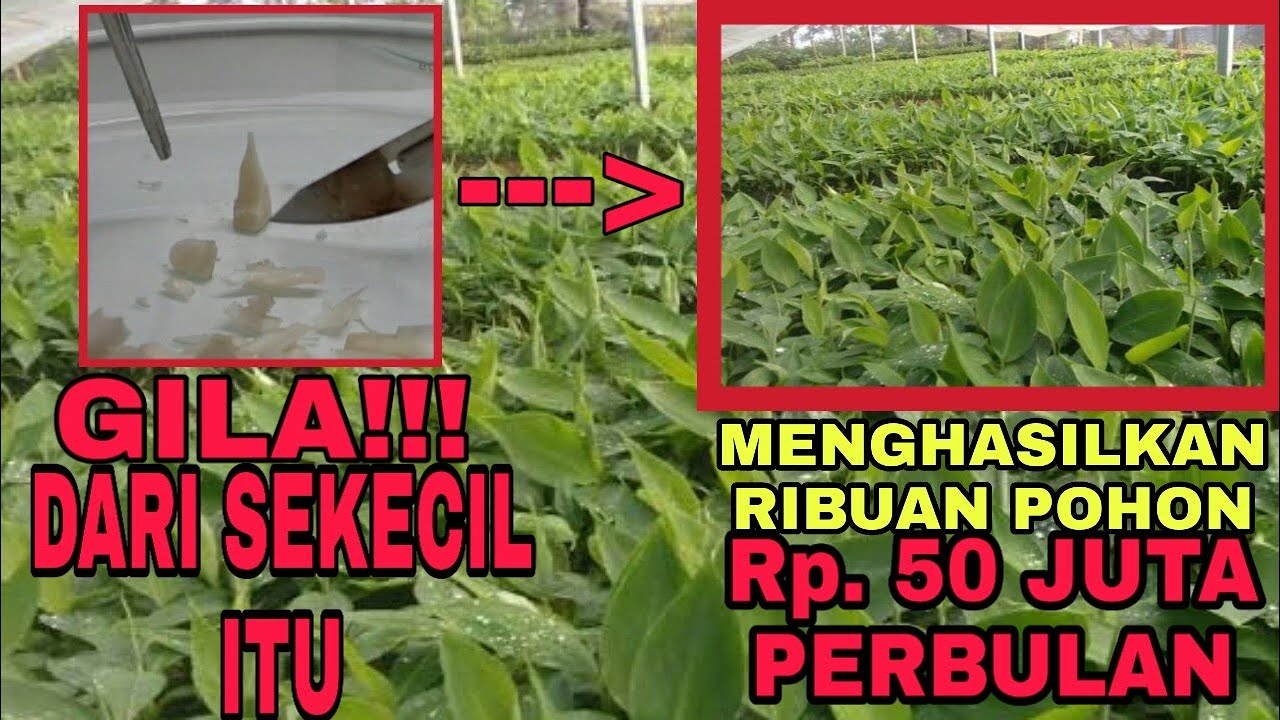 KULTUR JARINGAN PISANG (PART 1) Pengambilan, Sterilisasi dan Penanaman Eksplan. plant tissue culture